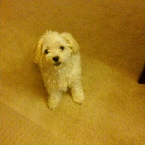 Meet your Posher, Lillian